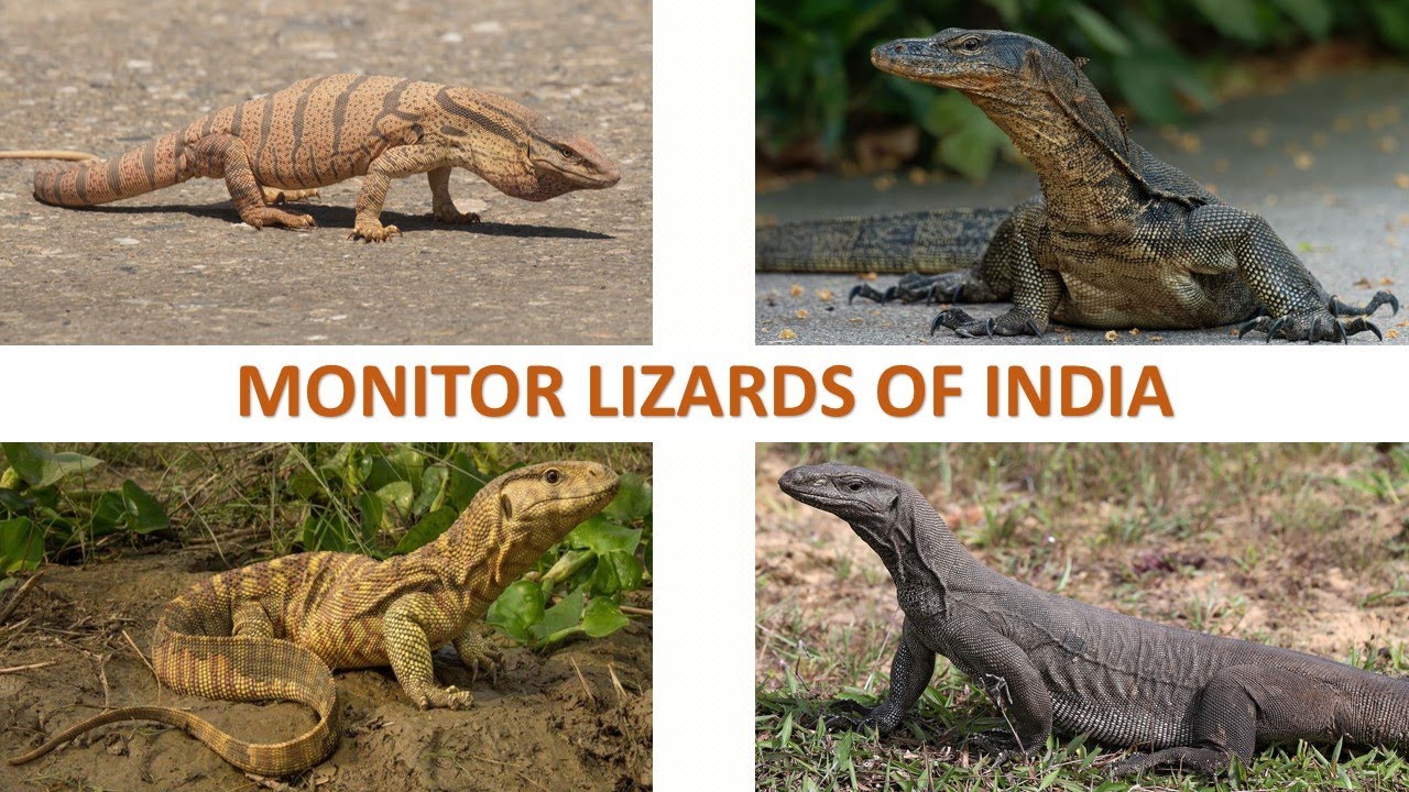 Monitor Lizards of India 🇮🇳 | Lizards | Indian Reptiles