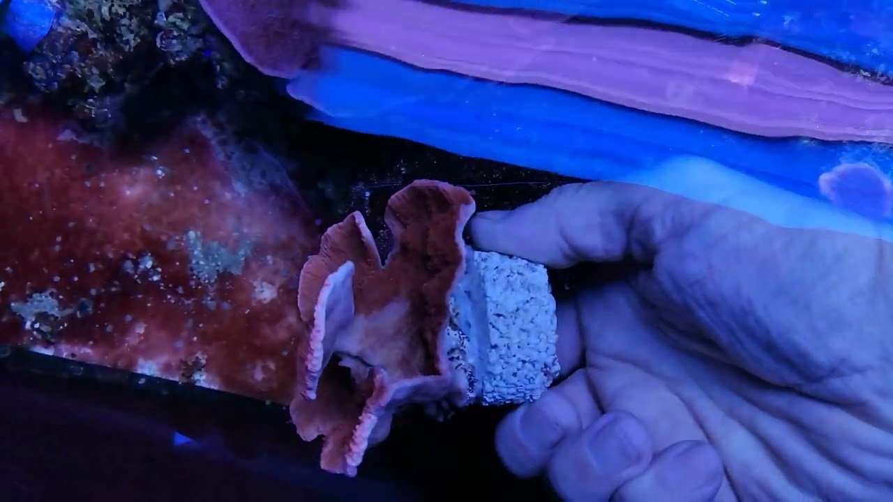 Montipora capricornis red coral gandalf