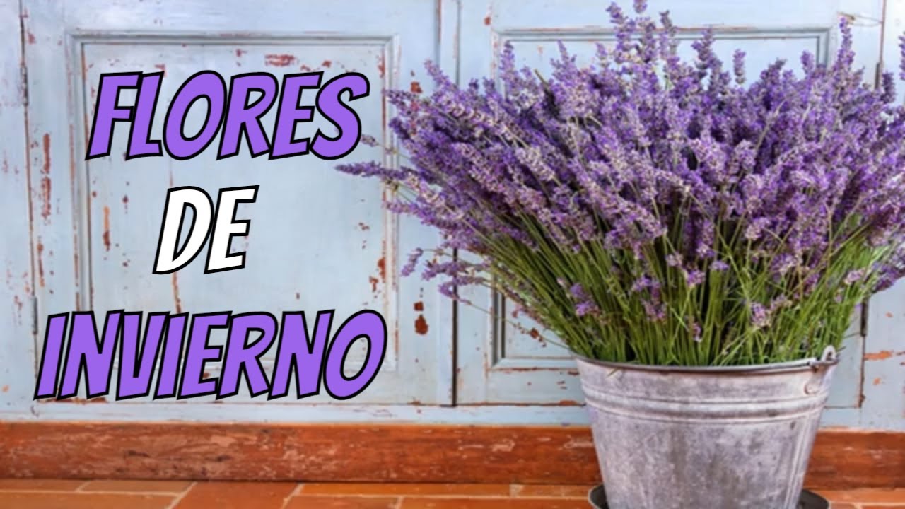 FLORES DE INVIERNO | 10 plantas de EXTERIOR RESISTENTES al FRÍO y a la SOMBRA