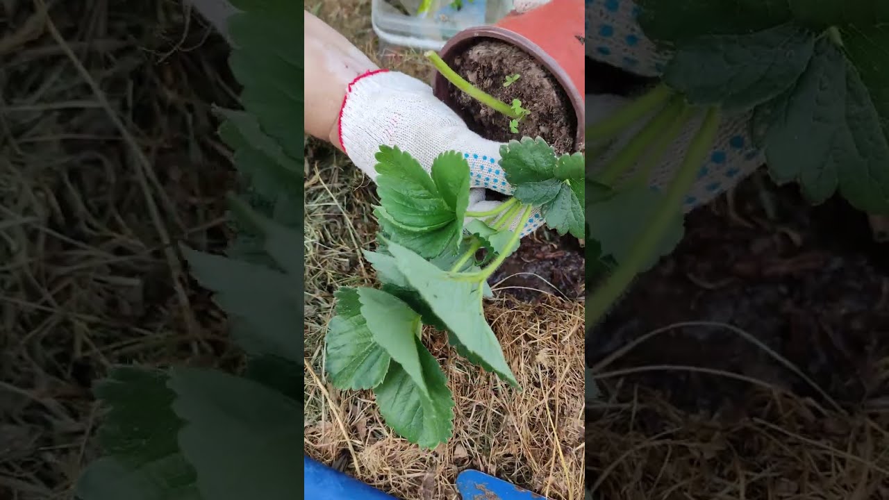 Посадка 🍓 🍓 🍓 сорта Альбион. Просто, быстро и как нужно. 27 августа 2022 г.