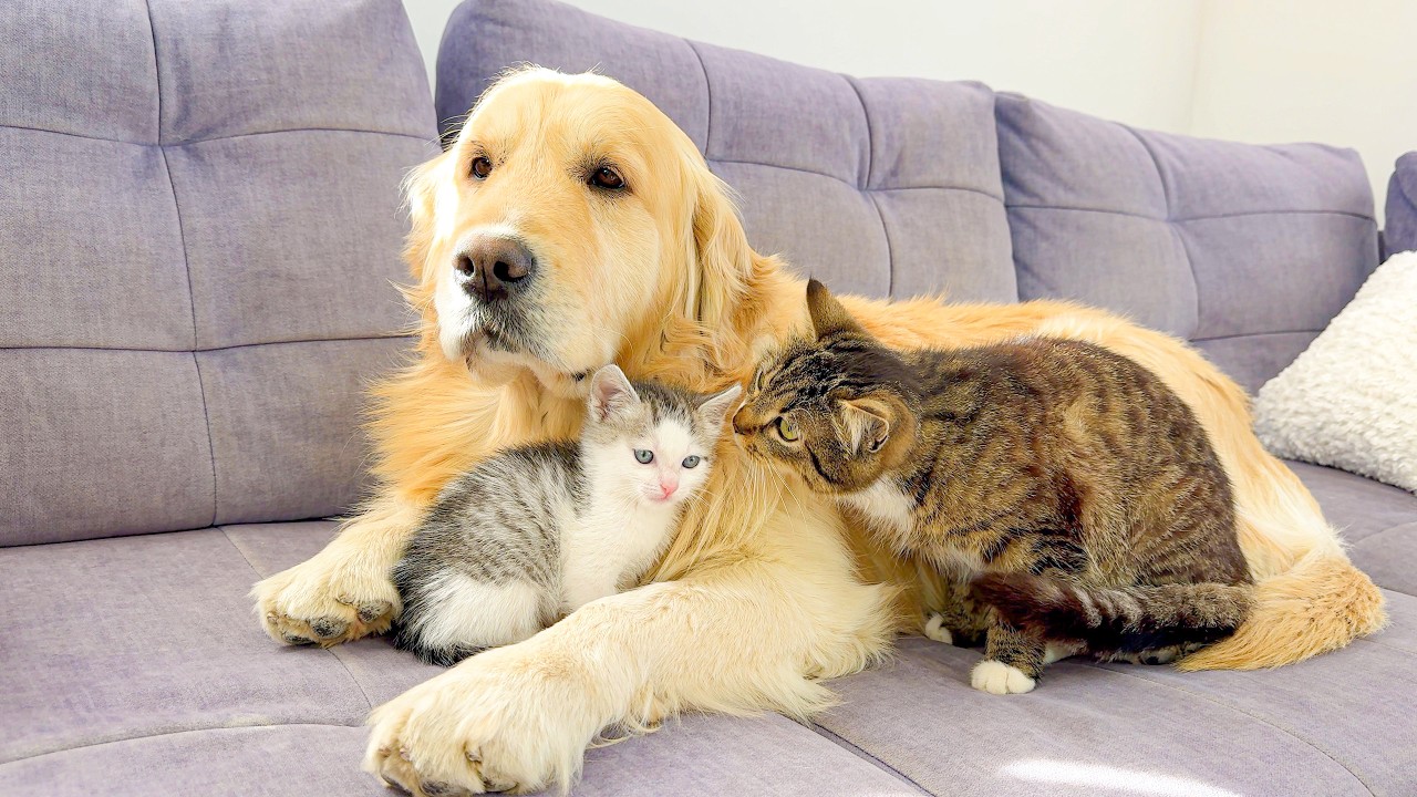 Golden Retriever Calms Tiny Kitten Meeting Emma the Cat