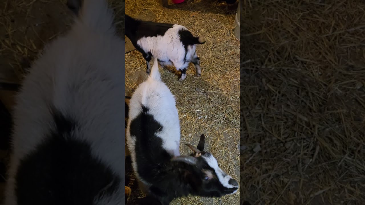 How we keep our goats and chickens hydrated in winter.