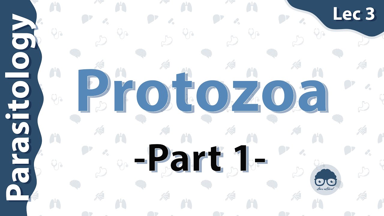 Parasitology - Protozoa (Lec3) - part 1 - Dr Amro Ashraf