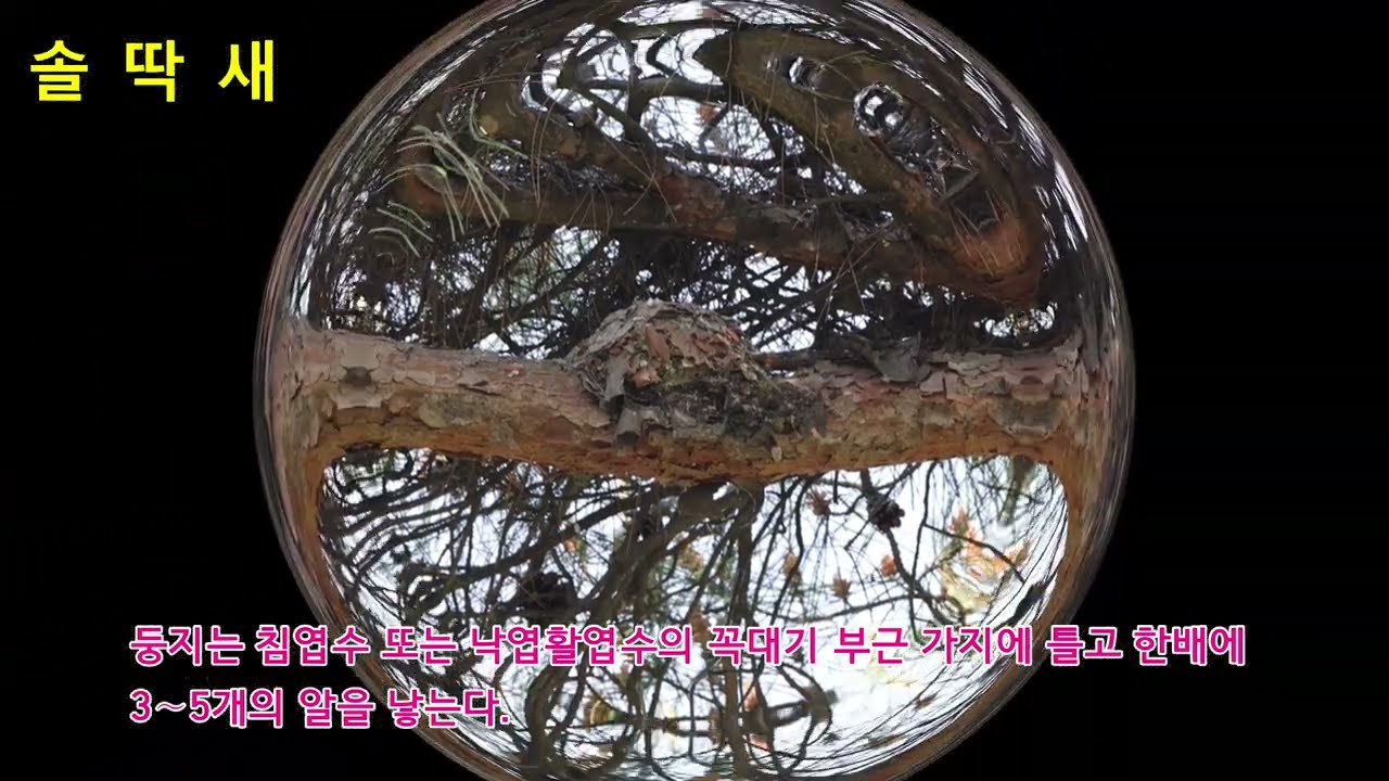 🦜작은 새 🐦솔딱새💥[sooty flycatcher] #솔딱새