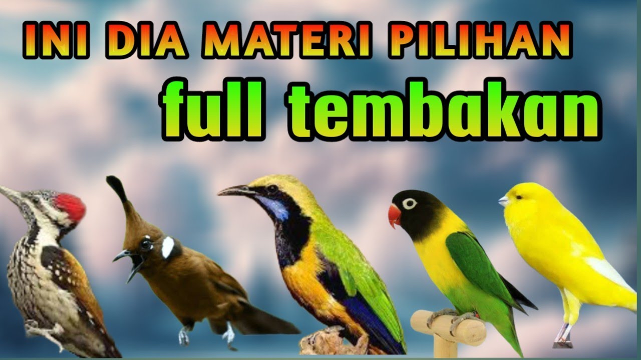 MASTERAN FULL TEMBAKAN SUARA JERNIH MUDAH DITIRUKAN UNTUK MURAI BATU