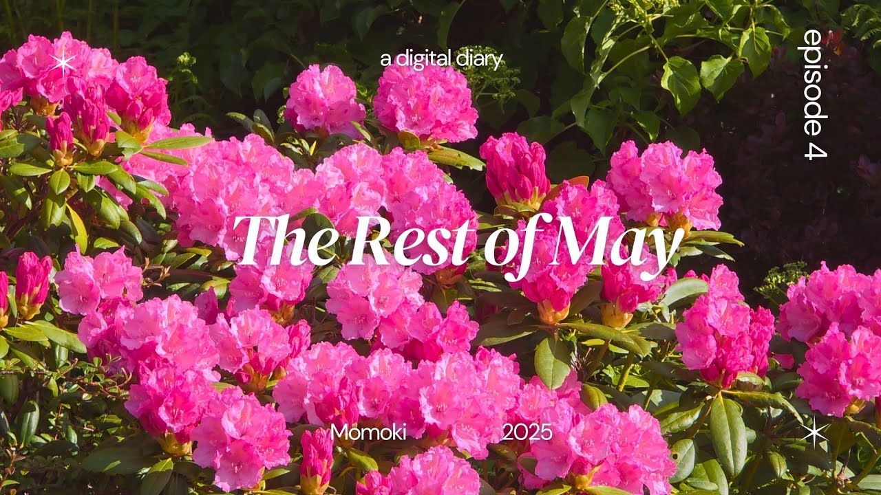 Late May in Norway | Alpacas & Goats, Spring, Daily life