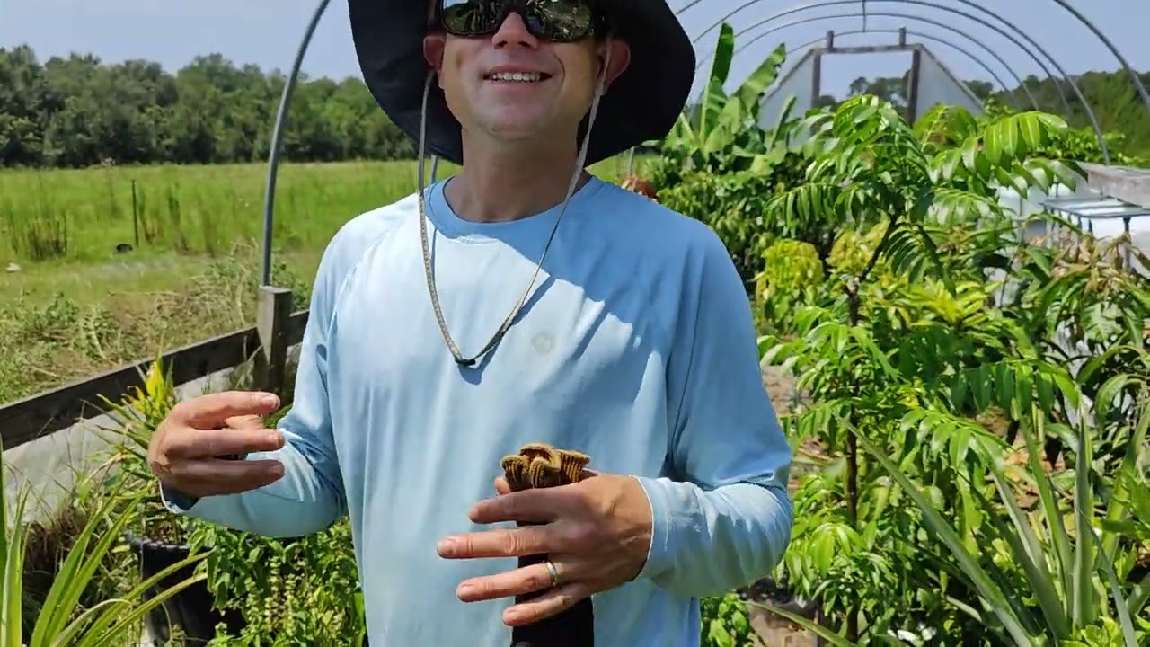 Mangoes 🥭 Growing in Georgia 🇺🇸 (Here's proof)