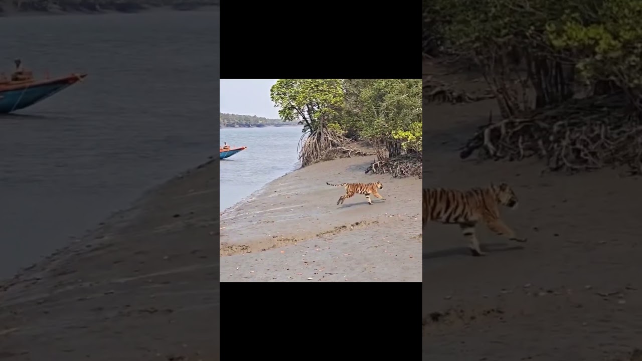 A tiger that had entered human habitation in #sundarban  was safely released back into the forest.