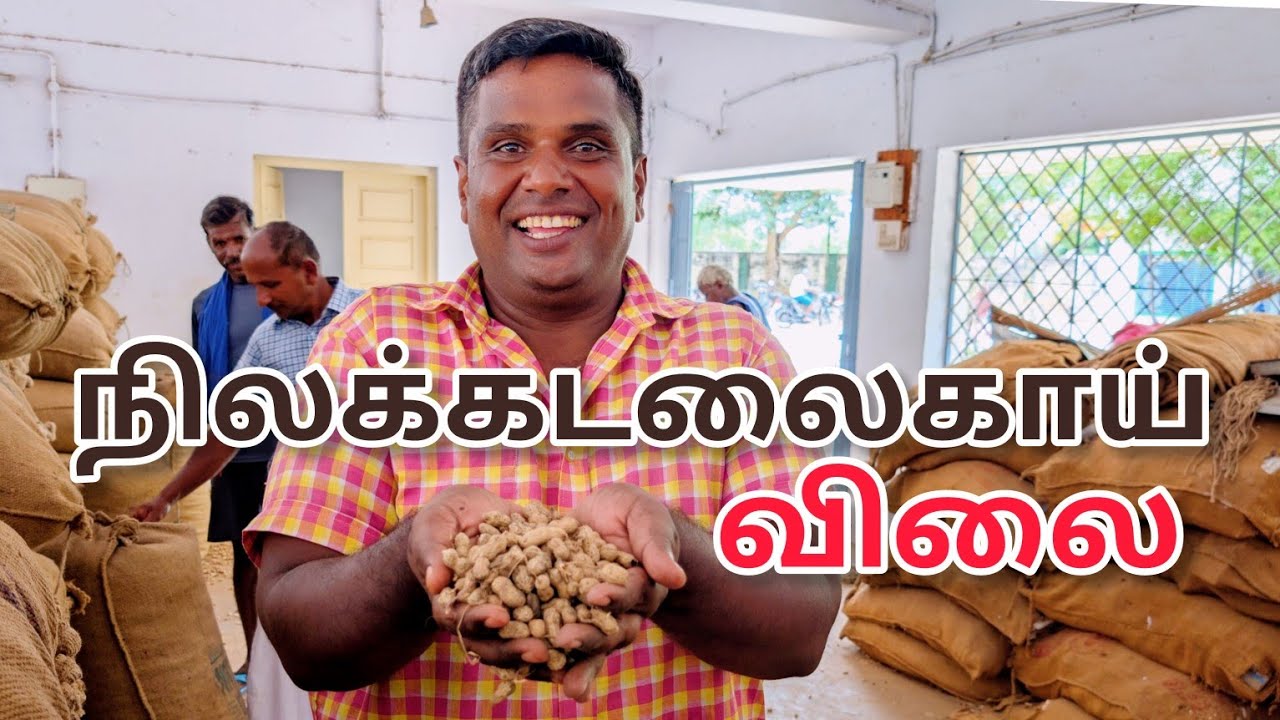 நிலக்கடலைக்காய் விலை நிலவரம் சிவகிரி ஒழுங்குமுறை விற்பனை கூடம்