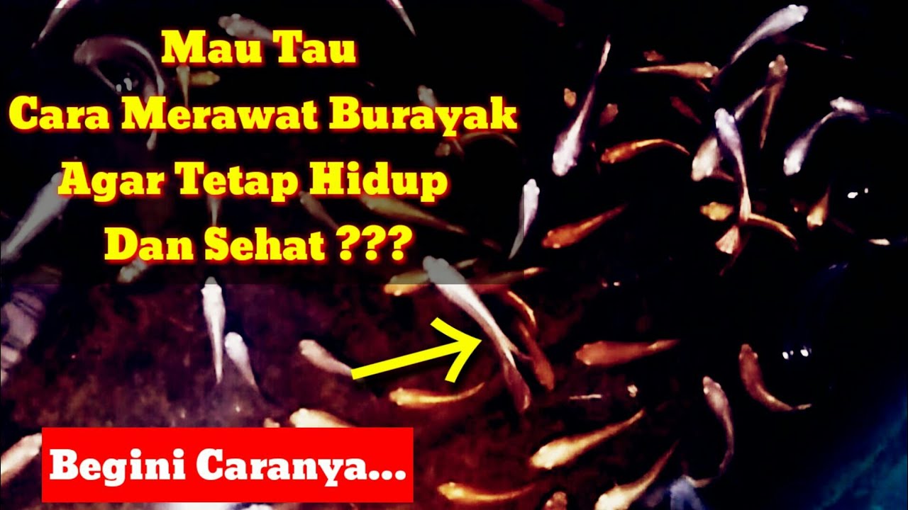 Cara Merawat Burayak Cupang Yang Baru Menetas Hingga Besar