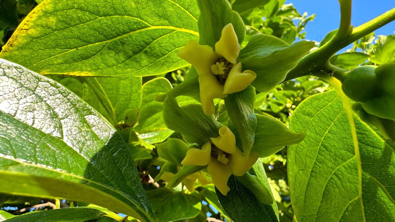 A look at both my Cioccolatino & Rojo Brillante Persimmon Trees, covered in flowers 🤩