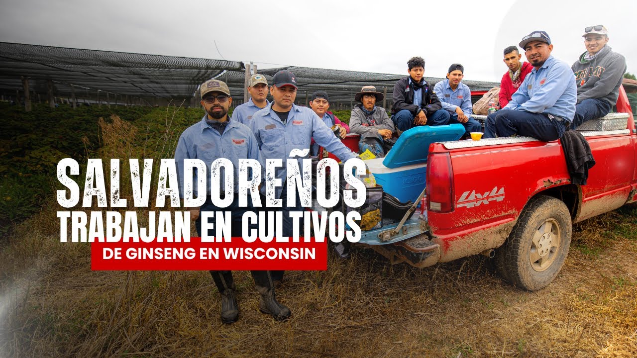 Los salvadoreños que cultivan ginseng en Wisconsin