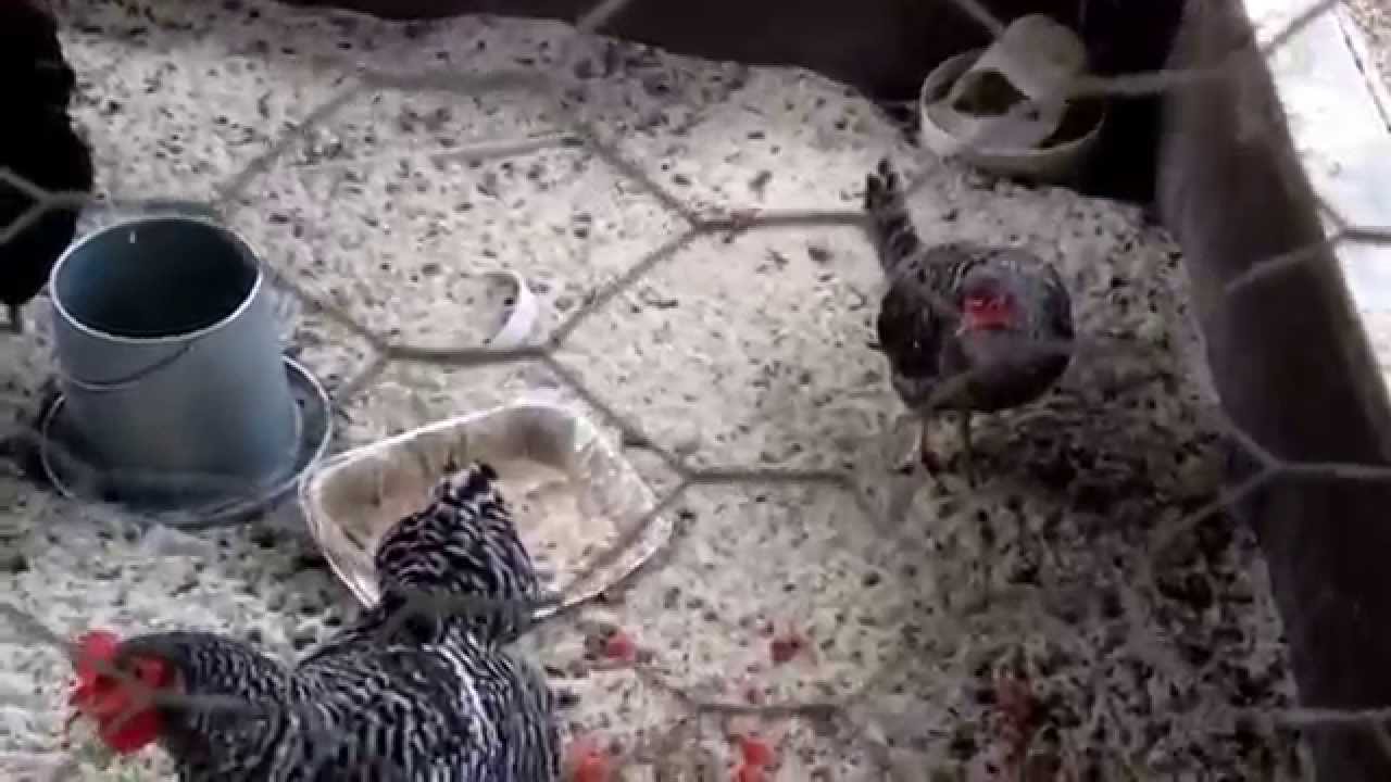 Chickens' Cage Tour! || MNA Reptile And Amphibians