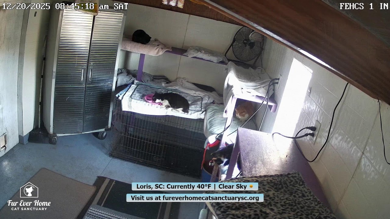 Fur Ever Home Cat Sanctuary Live Stream