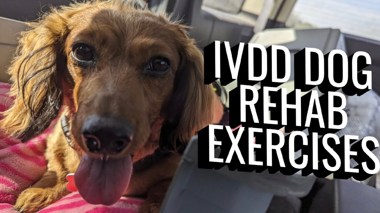 IVDD Dog Rehab Exercises.