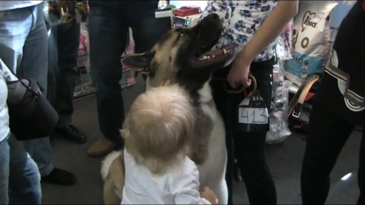 Akita & baby