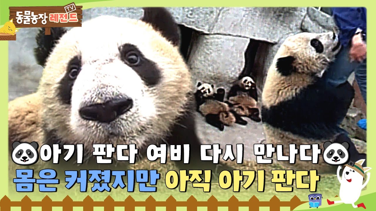 [#TV동물농장레전드] 다시 만난 아기 판다 여비🐼 독립했지만 아직도 아기인가봐요😍 / EP.100 #TV동물농장 #AnimalFarm #SBSstory