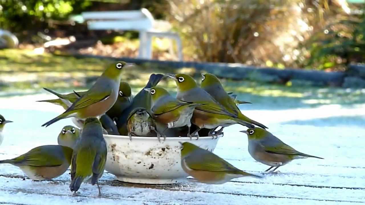 A Bowl Full Of Silver-Eyes part 2