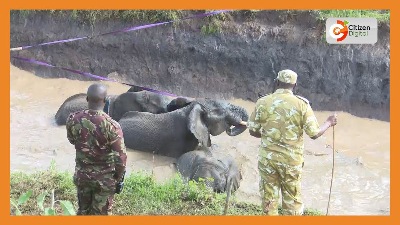 Three elephants rescued in Ndururu village in Laikipia County after falling into a water pan