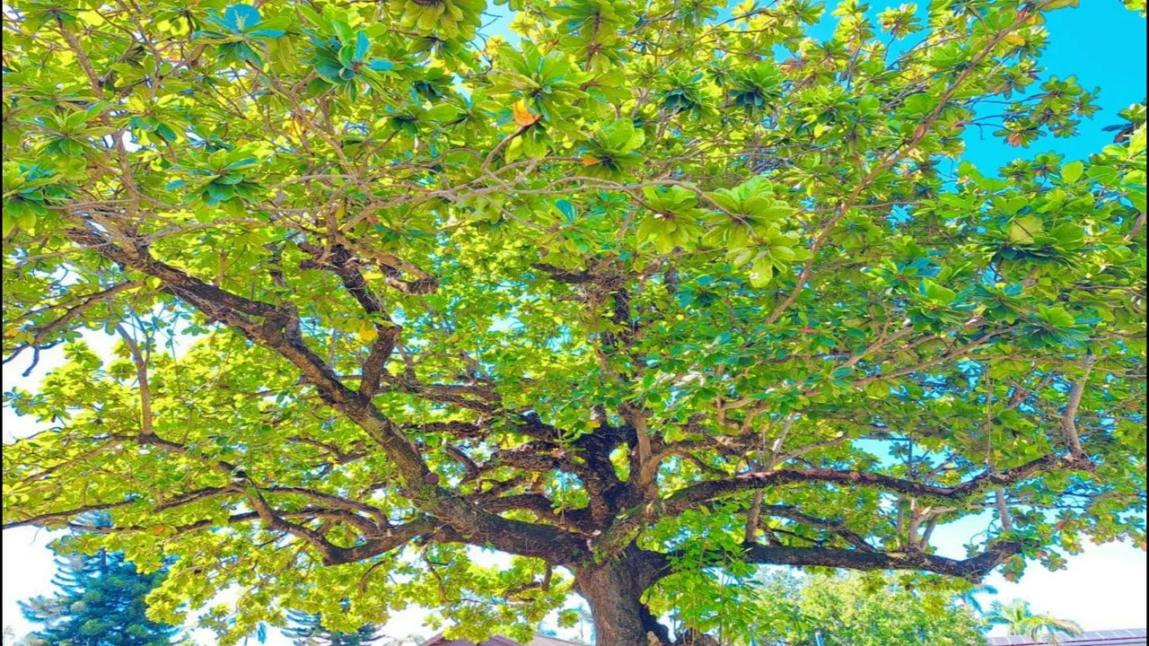(The church's one foundation/教會唯一的根基)...Strings piano music