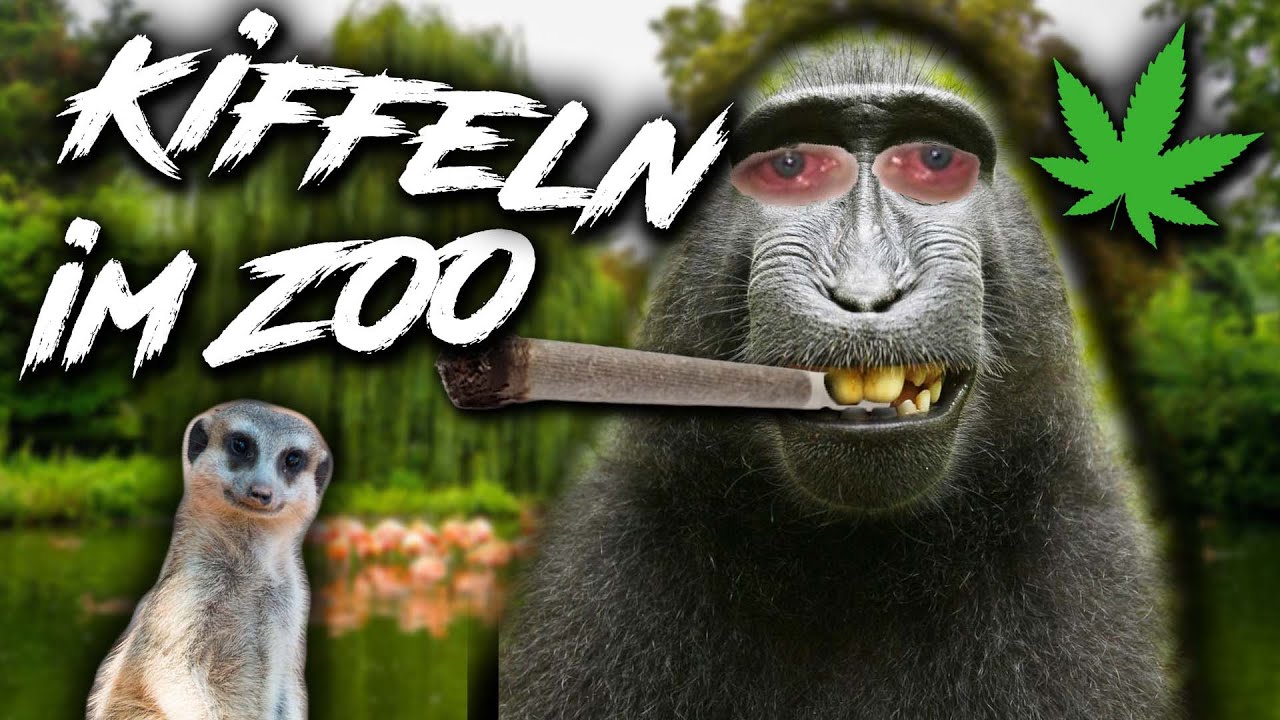 Im ZOO kiffen? 🌿 | WeedStory | WEEDISTA