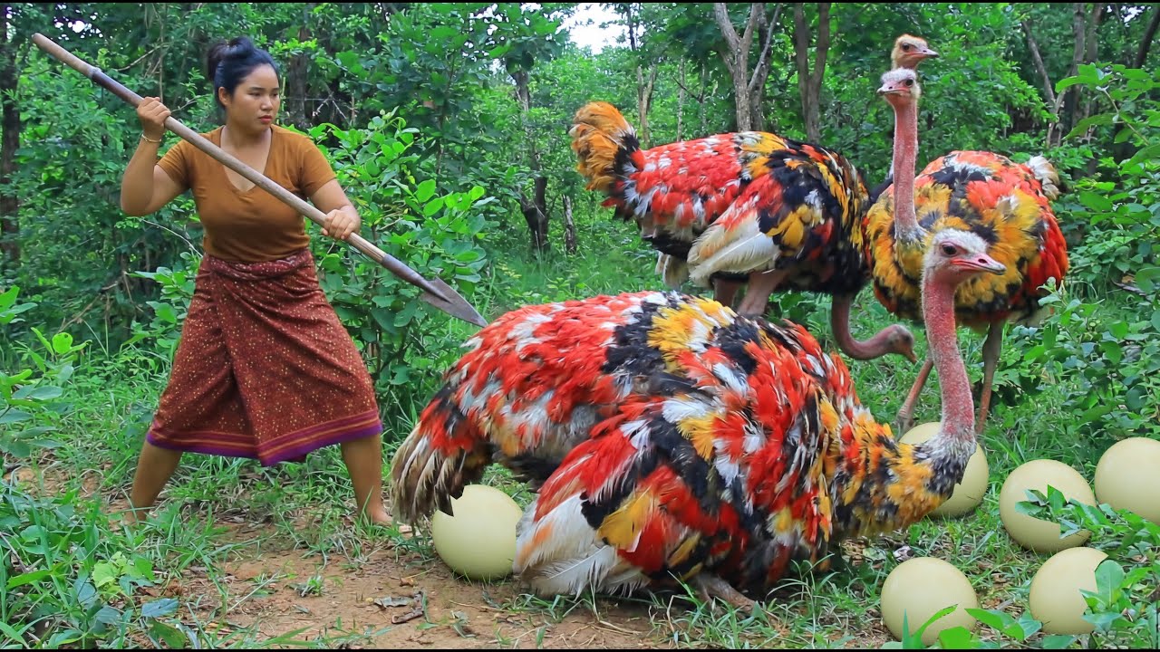 Women Catch Ostrich egg and chicken in forest - Fried Ostrich with chili for dog Eating delicious 4K