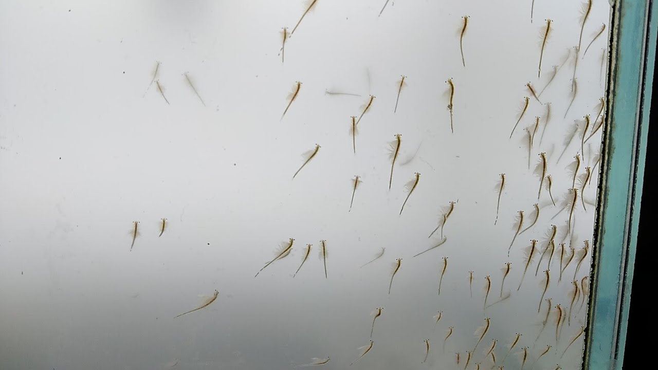 Артемия выращивание до взрослой особи /Artemia rearing to adult