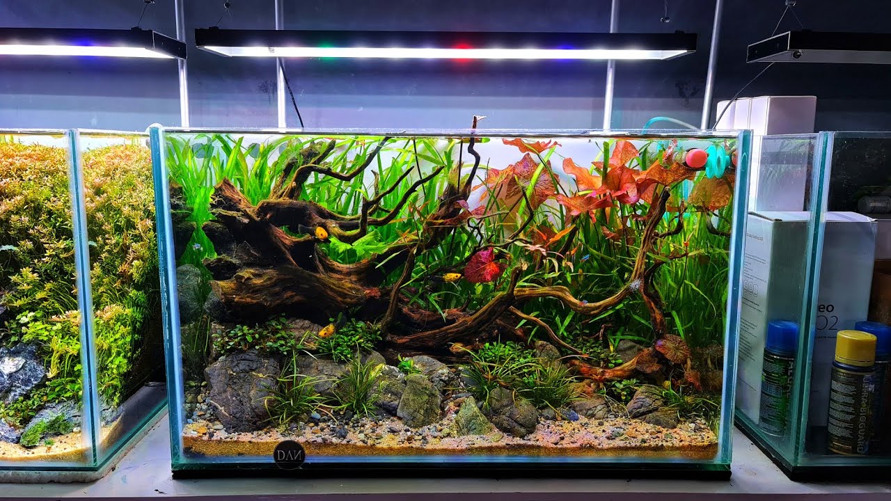 #259 Membuat Aquascape Natural tanpa injeksi co2? 