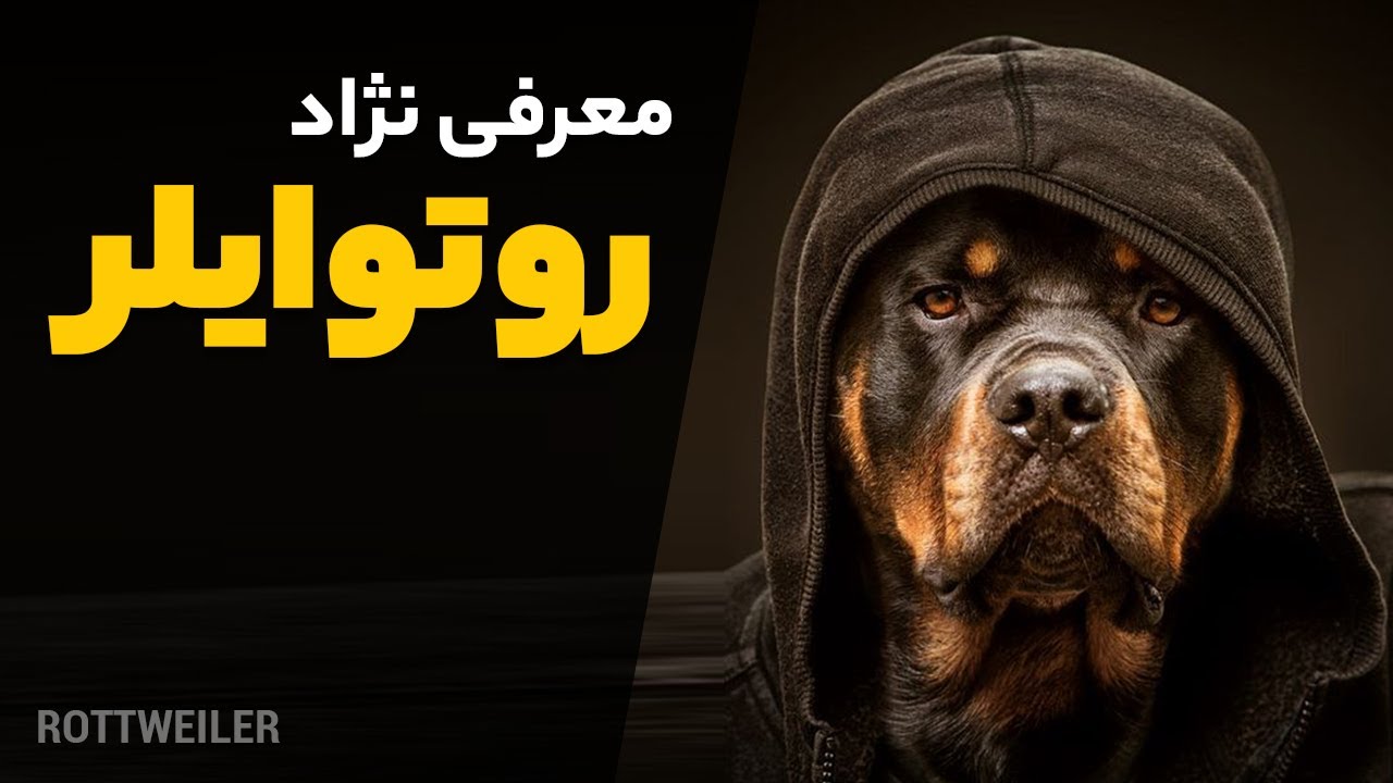 معرفی سگ روتوایلر | همه چیز درباره نژاد روتوایلر