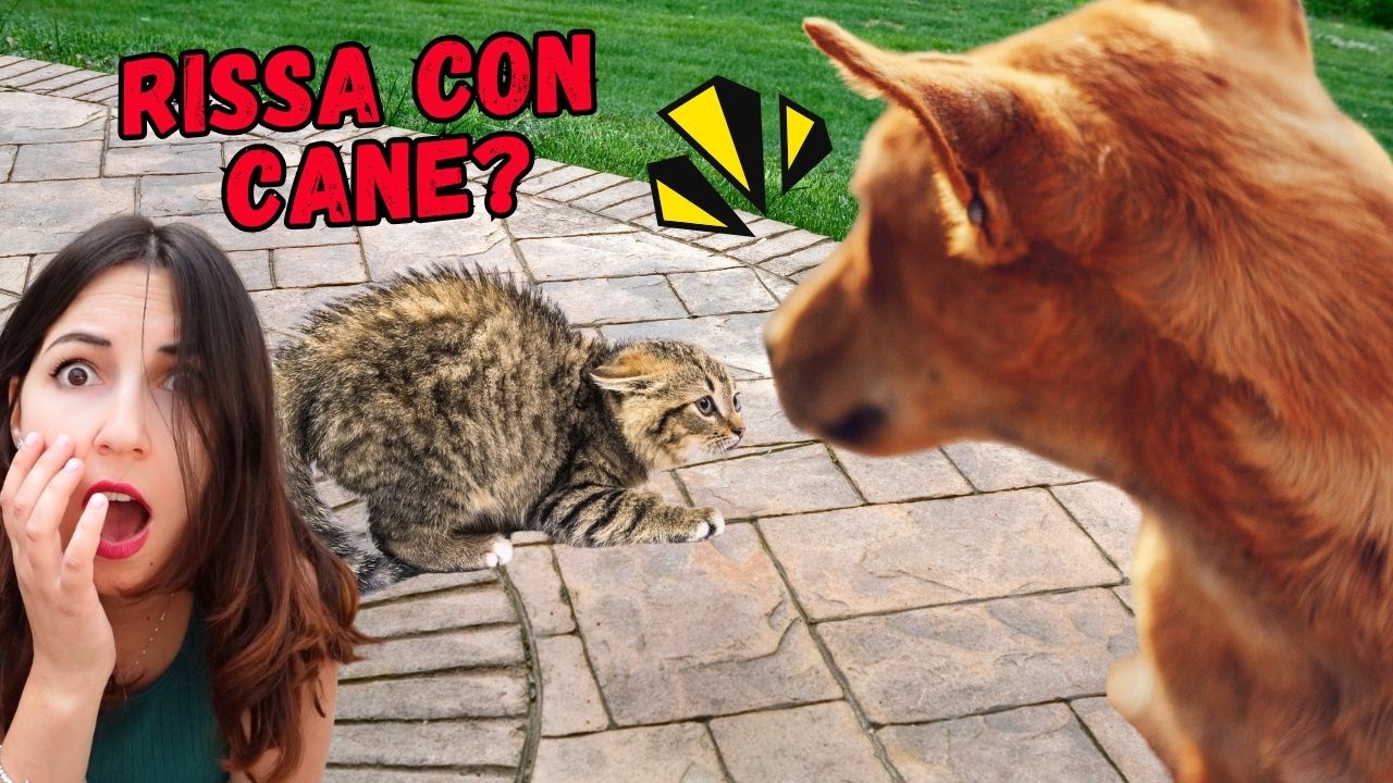 IL MIO GATTO RISCHIA DI ESSERE AGGREDITO DA UN CANE!