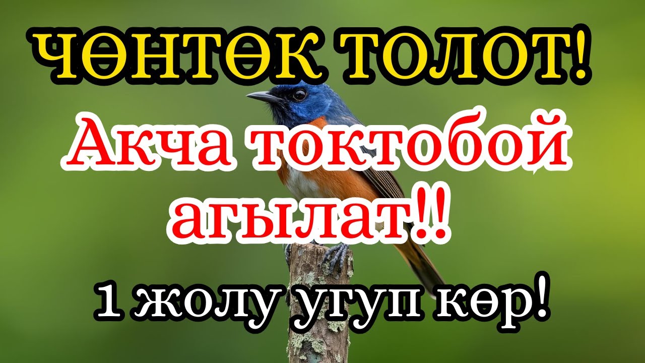 Акча Эшиги ТАРС Ачылат! 🚪 Карызсыз Жана Көйгөйсүз Жашоонун Сырдуу Жолу