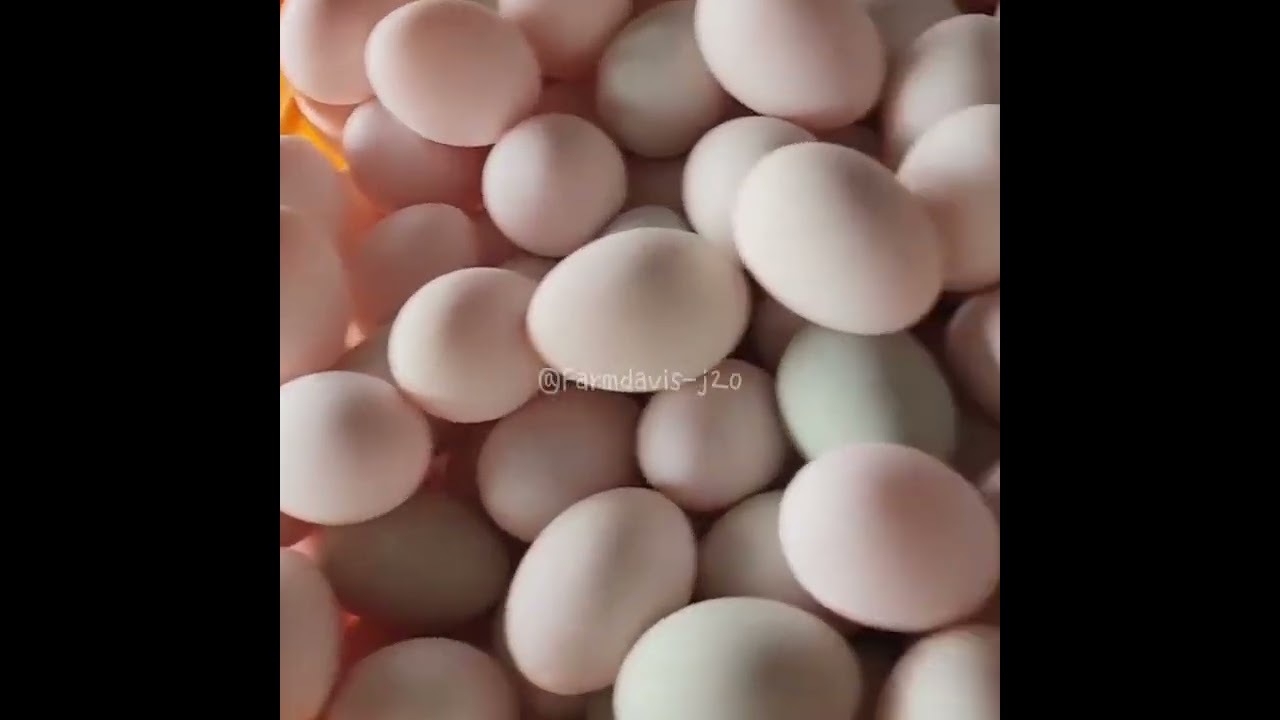 How to Raise Ducks for Eggs and Meat at Home | Duck Farming & A Day on the Farm