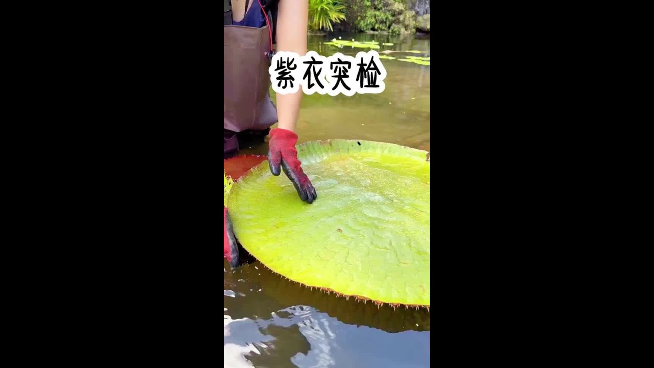 紫衣突检#强烈推荐 #文荒推荐 #小说 #看过来 #解压