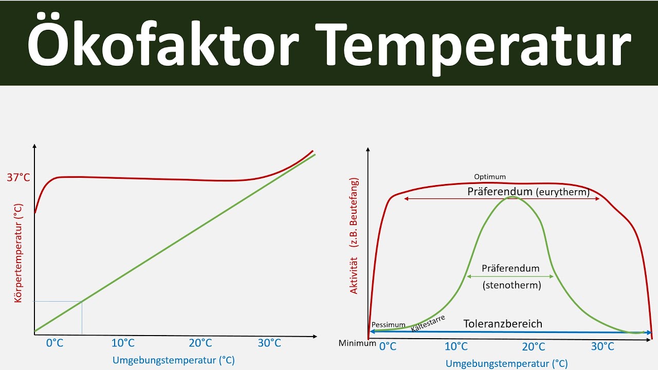 Ökofaktor Temperatur/ Abiotischer Umweltfaktor Temperatur [Biologie, Ökologie, Teil 3]