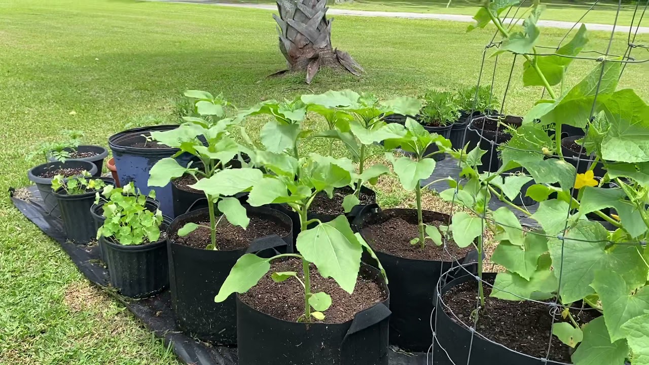 Growing Sunflowers and Cucumbers Together