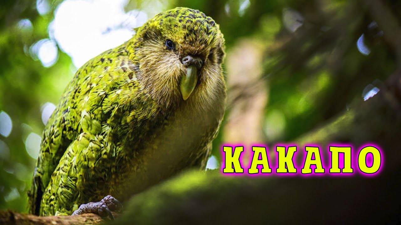 Kakapo Secrets of Antiquity Treasure of New Zealand