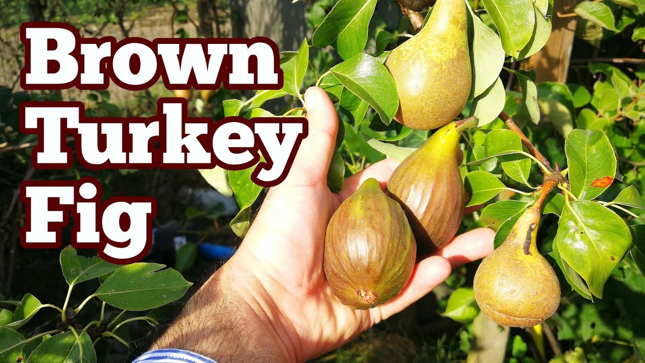 Fig Variety Brown Turkey/ Best Fig For Northern Europe/How It Looks Like In Mid August/Fruit Orchard