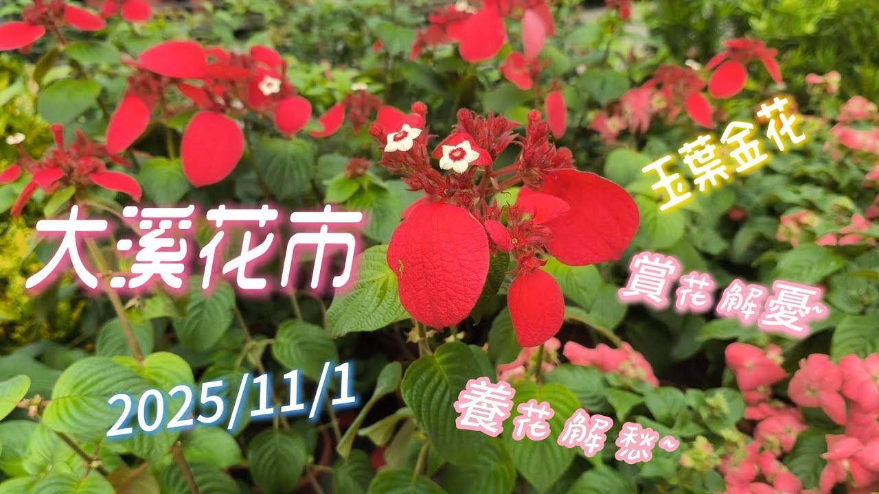 2025/11/1/桃園大溪花市/玉葉金花/胭脂文心/台灣文穗/聖誕紅/非洲菊/仙人掌/多肉植物/蘭花/五彩椒/玫瑰海棠/嘉德麗雅/玫瑰海棠/石頭玉/菊花/麗格海棠/鹿角蕨/中國桔梗(齡齡生活日記)