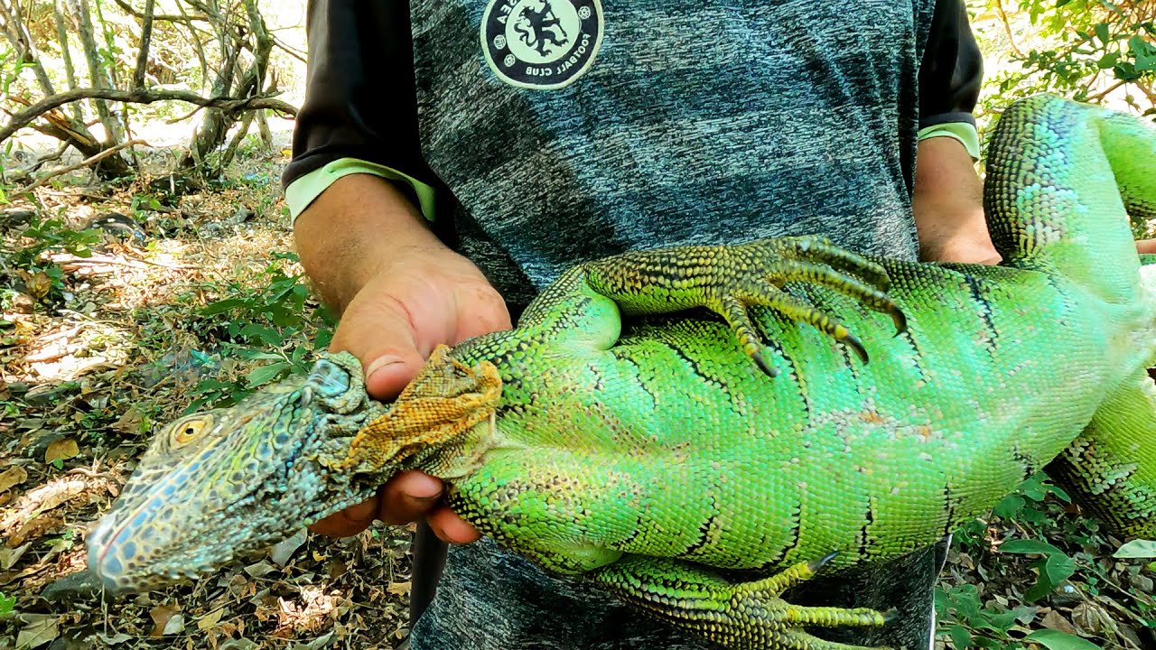 CAPTURA Y LIBERACIÓN! MIRA COMO ATRAPAMOS ESTA ENORME IGUANA VERDE