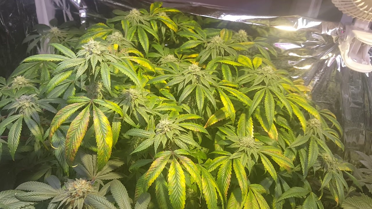Optic 1xl grow week 6 of flower