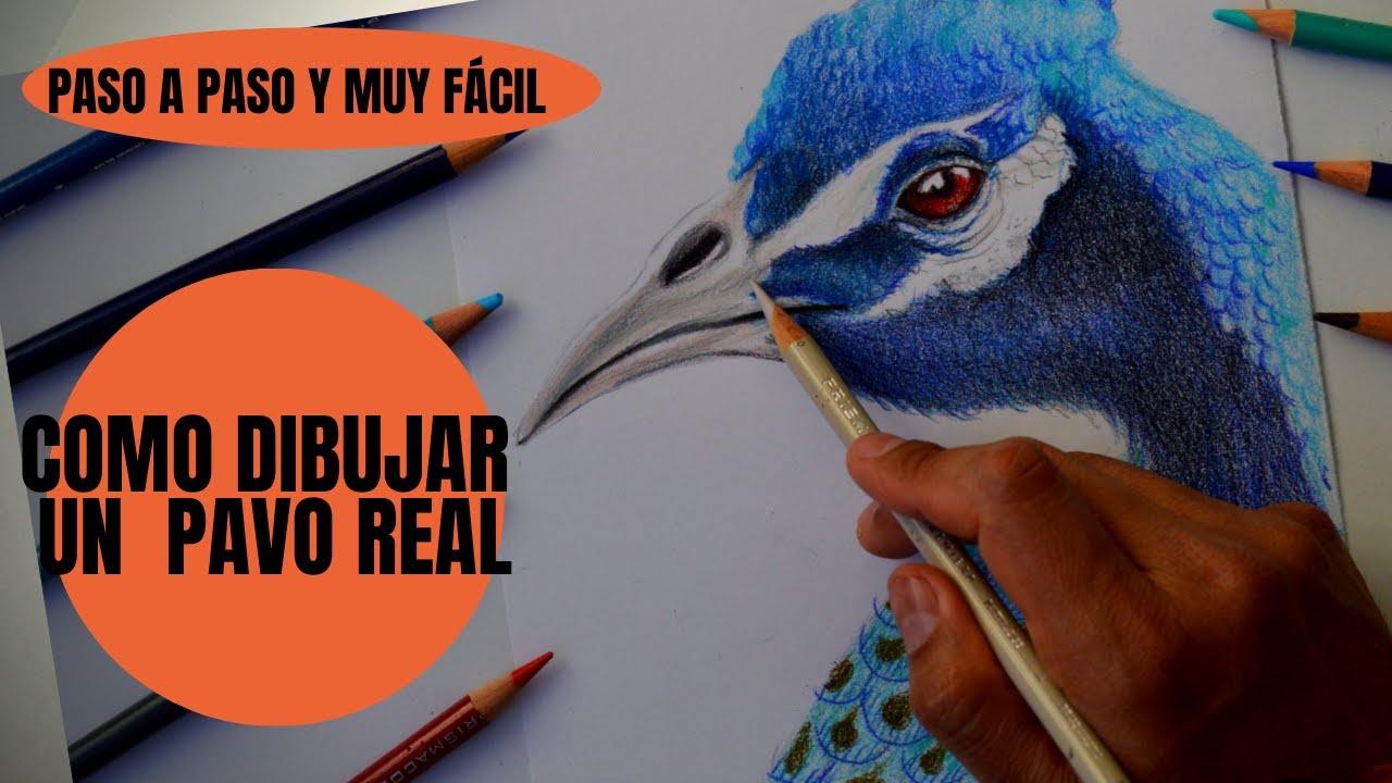 Cómo Dibujar Un Pavo Real 🦚Estilo Realista Paso a Paso Muy fácil