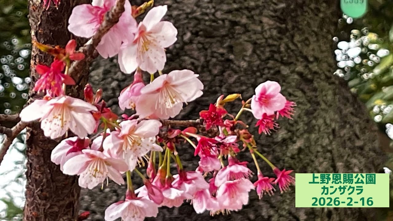 カンザクラ