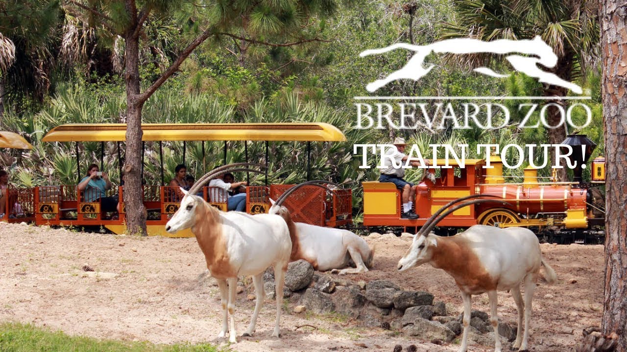 🚂Full tour of the train ride at the Brevard Zoo Melbourne Florida!