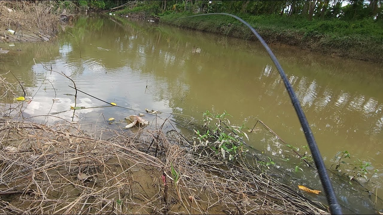 Wild fishing, Wild tilapia fishing with earthworm bait 3/07/2025