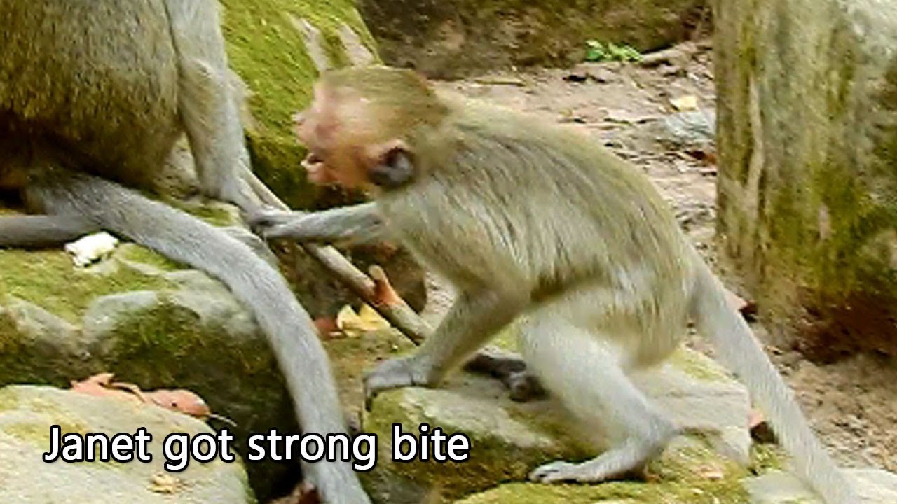 Nobody I help Janet, Jane extremely attack and deep hurt bite to Janet, Jane was stress with Janet