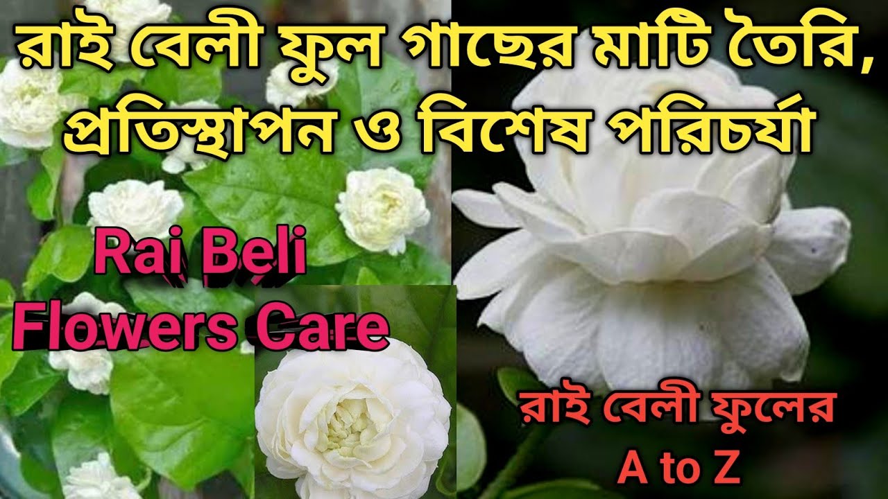 রাই বেলী ফুল গাছের মাটি তৈরি,প্রতিস্থাপন ও বিশেষ পরিচর্যা || Rai Beli Flowers Care