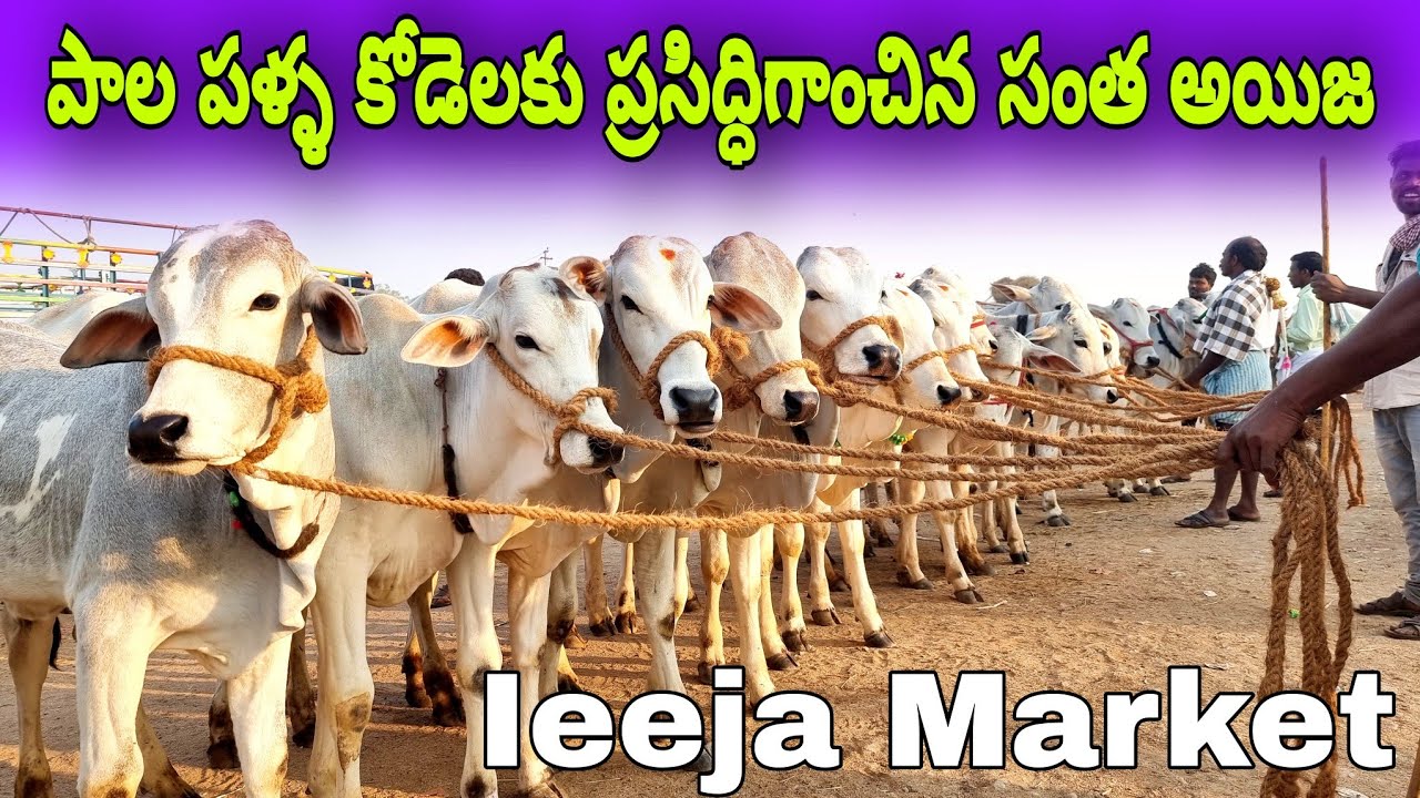 పాలపల్ల కోడెలకు ప్రసిద్ధిగాంచిన సంత ఐజ-ieeja bulls market today-ieeja santha-ieeja market-ox videos
