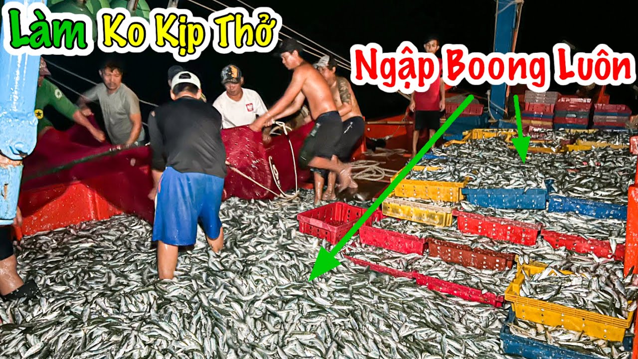 Pha Xúc 5 | Trúng Hơn 5 Tấn Cá Trích, Ngư Dân Làm Sấp Mặt | Kiếm Hơn 60 Triệu 1 Đêm | Sơn Phú Quốc