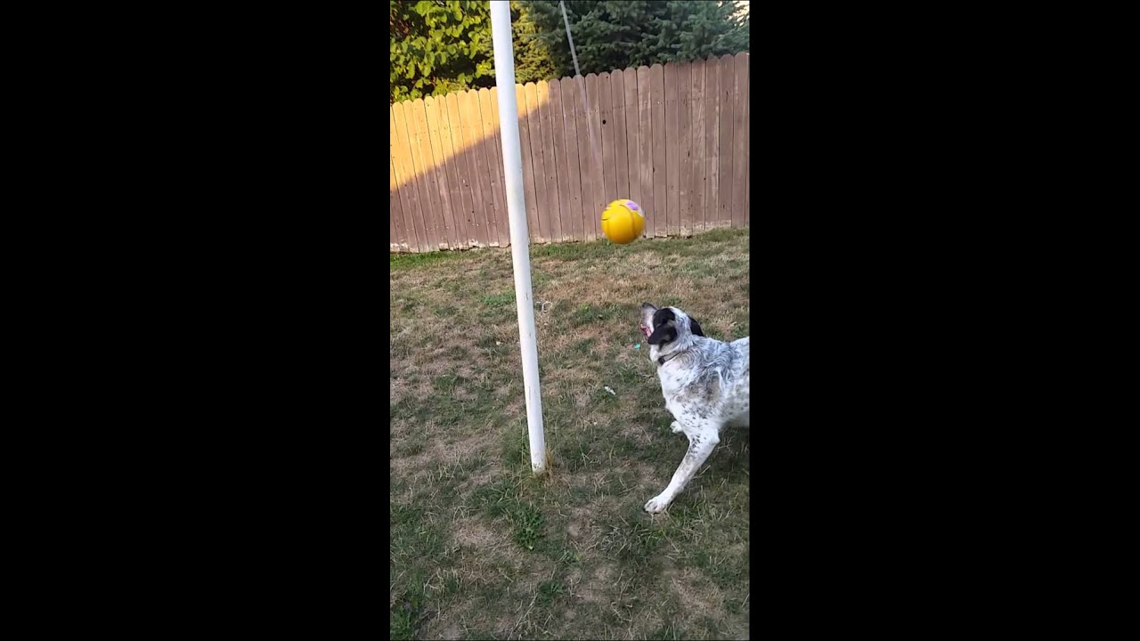 My Dog Playing Tetherball