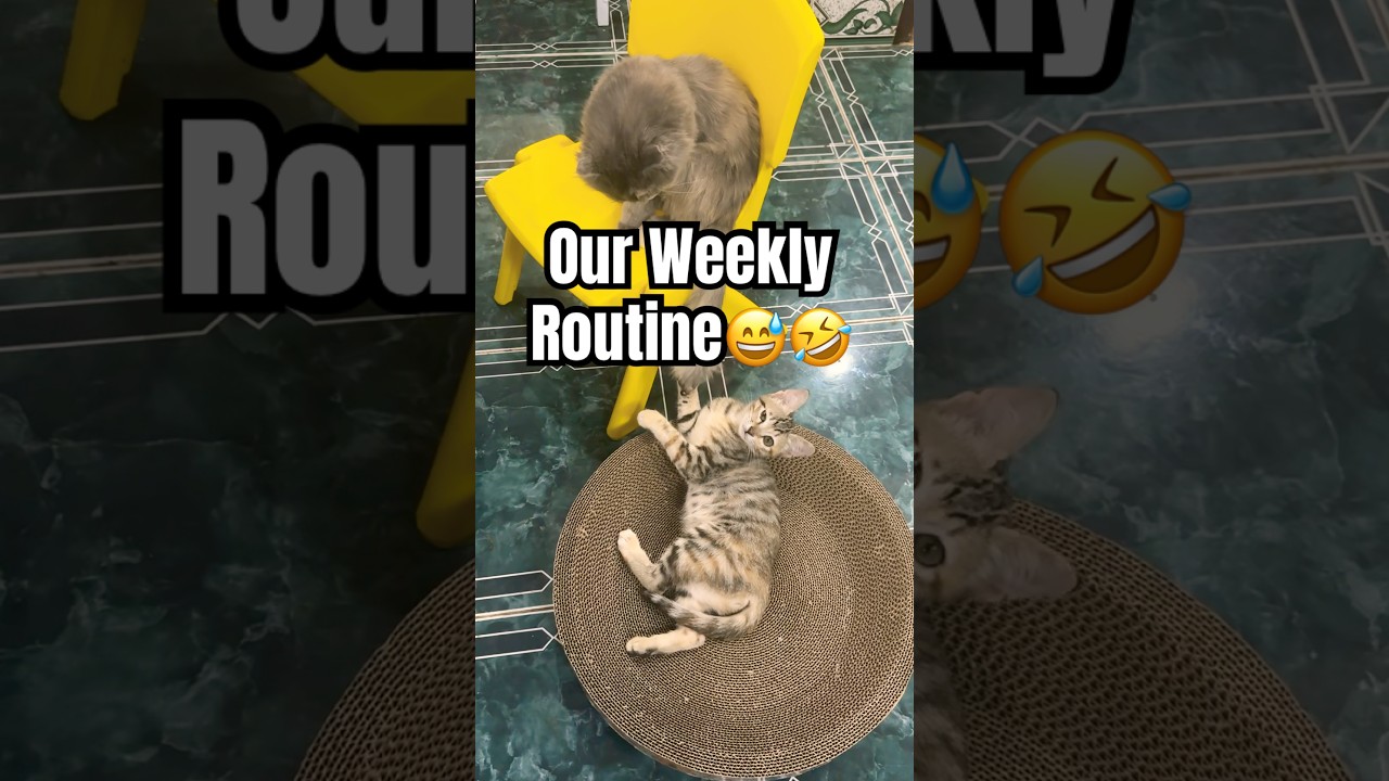 SILLY WEEK 🤣🐈 
